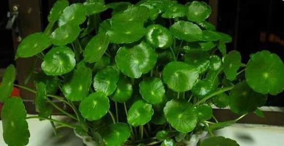  【长得越】4种喜欢淋雨的花，越淋雨长得越疯，叶子窜满盆，开花多