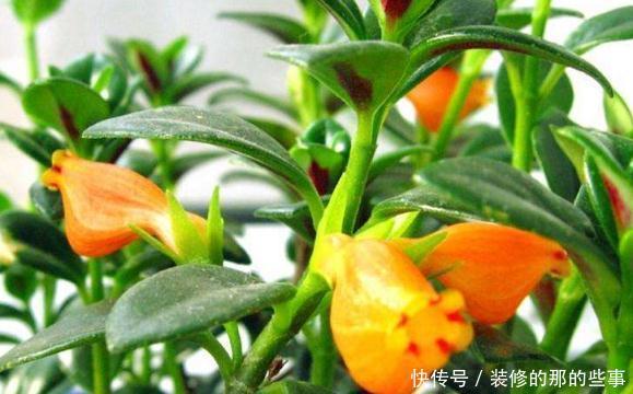 "opstate":"0“悬挂”养的4种花,不占空间,好管理,养成花球太美丽