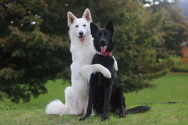  「婚纱照」「黑白牧羊犬」的婚纱照萌化你的心！