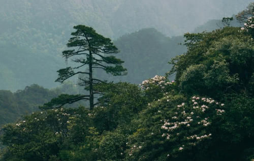 与黄山并称“姐妹山”的景点，景色超黄山，却是当地最低调的山