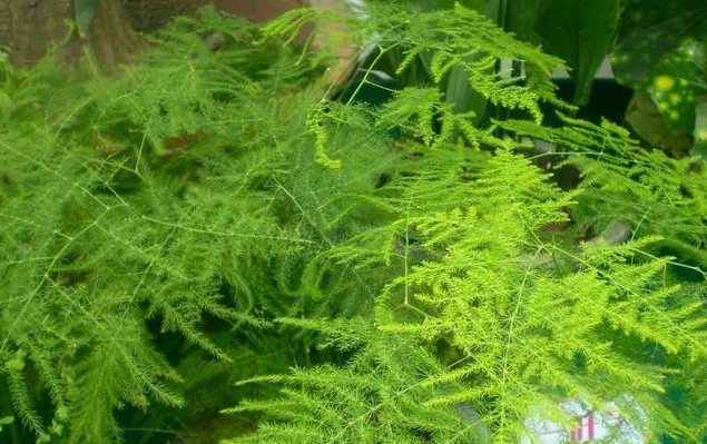  『浇水』这几种花卉很喜欢水,越是给它浇水越长的快,尤其是第二种!