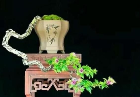  悬崖■悬崖式盆景的制作手法与注意事项，制作一盆高雅的盆景不简单哟