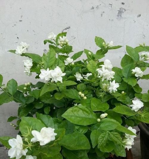  扦插：哪个季节扦插茉莉花最好？不早不晚就现在，剪根枝条就成活