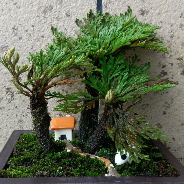  [回家]农村常见的一种野草，挖回家做盆栽，两年后就是无价之宝