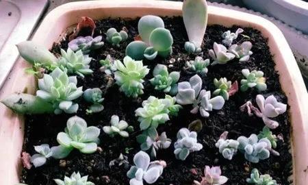 肉叶片|多肉植物叶插方法步骤,3种叶插方法生根出芽快