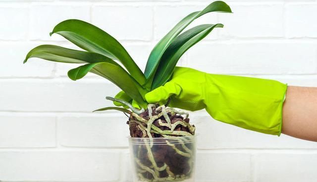  「扦插代代」盆栽代代花,养护做好这几点,花多易爆盆,花香飘满屋!