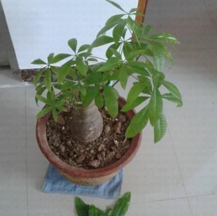  冬天■发财树叶片“软趴趴”？狠心理个“光头”，明年照样枝繁叶茂