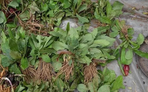 此菜被叫地胆头,根部可入药,1斤几十元,农民靠种它赚了不少钱！