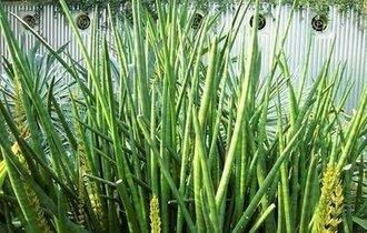  『芦荟』坚持4点好做法，家庭养护芦荟叶浓绿，花味香，陶冶情操