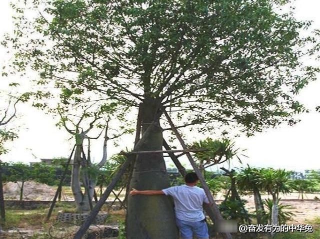  「非洲」非洲网红“生命之树”猴面包树，引进中国后大开眼界长
