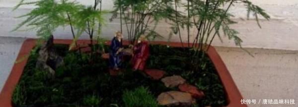 『光照』文竹不长新枝怎么办
