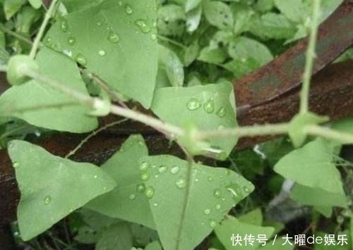 「三角形」路边有“1种野草”奇特,被称为“杠板归”,叶片三角形,珍贵!