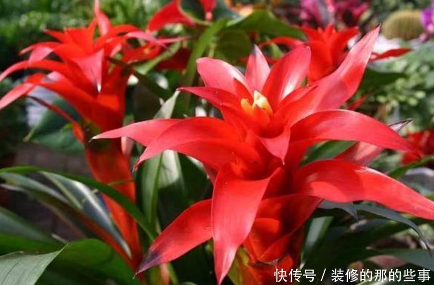  家养■家养“3种花”，个个都是“财神爷”，可别乱送人了！