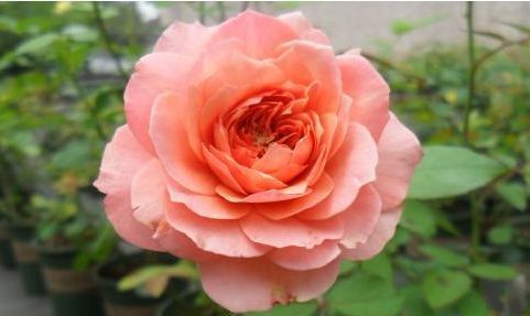  『堪称』这四款花卉，堪称花界“开花机器”，盆栽上几种，花开繁华又浪漫