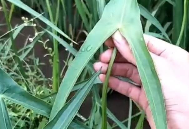 农村里非常多，农民非常讨厌的这种野草，却是一种不错的草药。