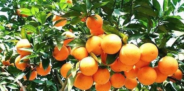  『橙子的种植』美容养颜、抗衰老的橙子，果农种植前需全面了解的几个重要事项！