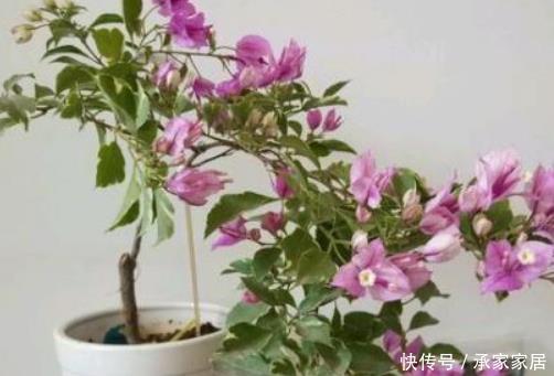 养花:客厅这四个地方不要养花,养了也要尽快搬走,别不当回事!