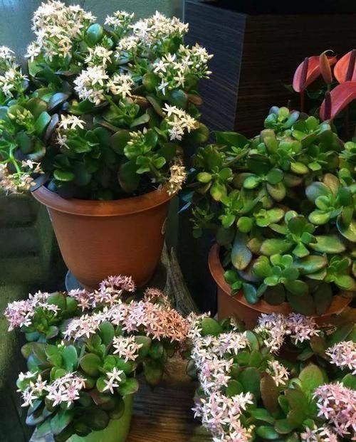  [对玉树]给玉树“造个型”，给它剪剪头，养分“憋一憋”，老桩长成胳膊粗