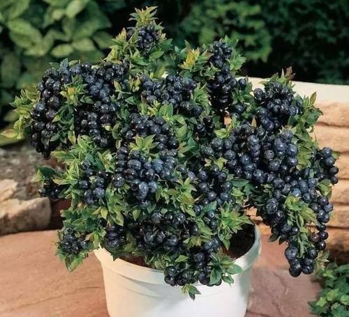  『品种』14种盆栽水果植物，谁说阳台只能种菜种花？