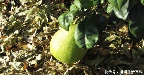  [想太多]红心柚1斤9毛，随便摘！果农：这价格能卖掉就好，不敢