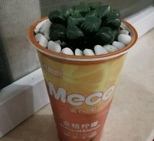  「爆炸」奶茶杯子种玉露，经济实惠又好用，个个都胖到爆炸！