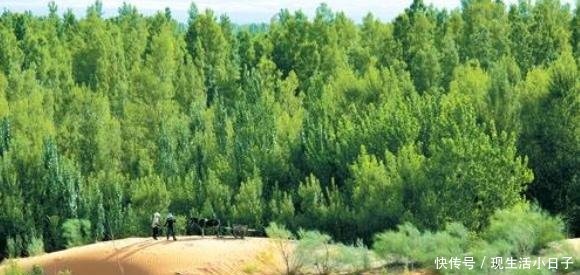 中国历经30年的时间，将沙漠变成绿洲，如今这种“东西”悄然出现