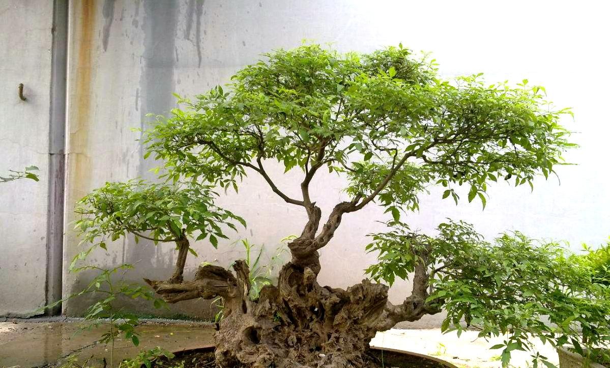  『采挖』一种“杂木”曾被“供奉”地位颇高，如今常被采挖，叶可制作豆豉