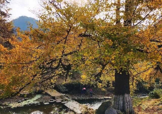 不用去婺源，湖北也有神仙秋景可赏，自驾2小时直达！