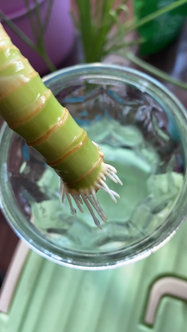  [醒脑]朋友家掐点薄荷塞土里，很快窜到半米高，摘点泡水清凉醒脑！