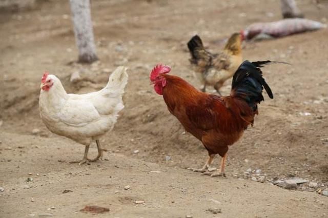 新手养鸡前，注意了解这些东西，风险会小很多