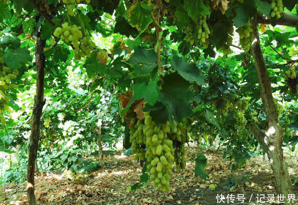  [吐鲁番]葡萄之乡在吐鲁番吗？哈密瓜之乡在哈密吗？错，在新疆