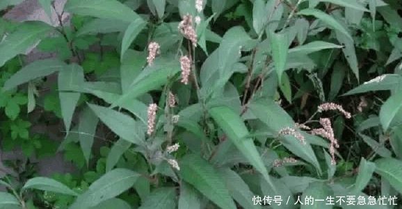 这种野草能让你徒手抓鱼, 而且天生就带辣味, 还能够防蚊虫