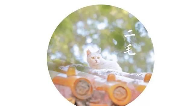 一年 30 多趟故宫，只为拍摄超赞「故宫猫咪图籍」！