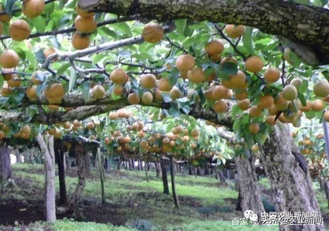 为什么日本地方不大，农业还会被人们称赞？看当地果园就知道了