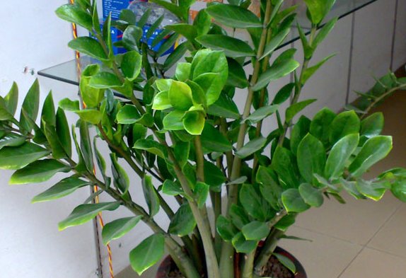  『蜀葵』阳台上养这些开花灌木，最适合养在阳台，清香味四溢，美如画