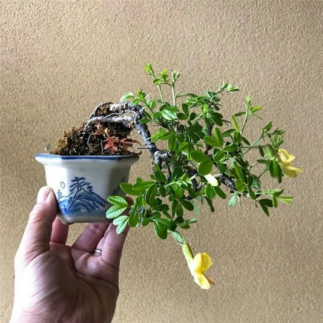  开花■掌上开花，真好看！
