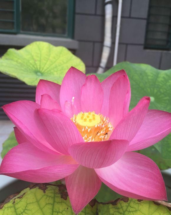 入手：开花多观赏度高，适合养在家中，我国的经典植物，想入手赶快了