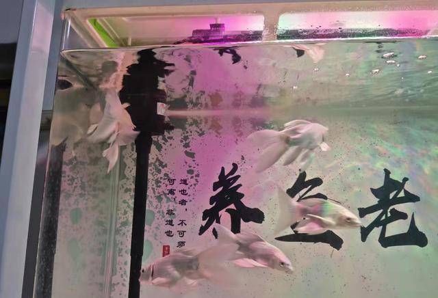 「水质」养蝴蝶鱼,从选鱼、养水到水温、饲料,注意什么?