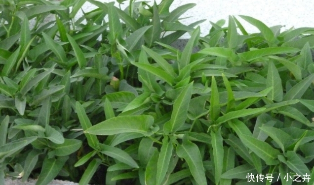 除了韭菜，农村割了还能长的蔬菜，吃都吃不完，很多人却不知道