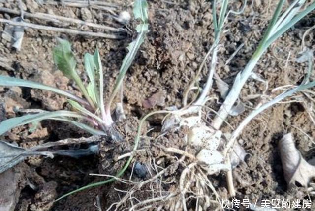  「植物」山坡下有1种“小根蒜”，别装不认识，如今1斤10元难买，珍贵！