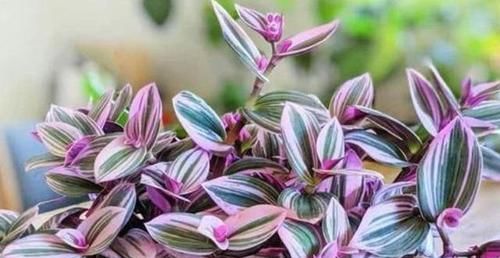  「大片」吊兰新品种，油画婚礼吊兰，好养颜值高，一根枝条繁殖一大片！