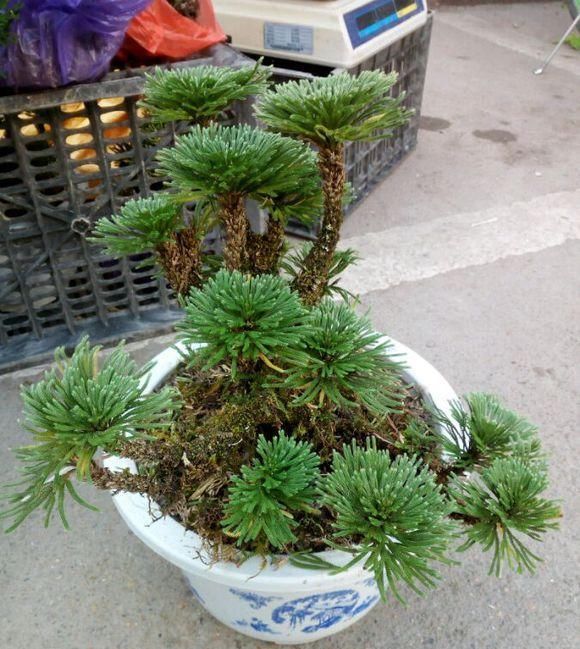  「几十块」这种“植物”农村山上非常多，城里卖几十块，三个月