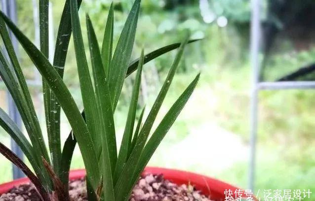  『快速』五一节前，怎样让兰花新芽快速成长，不是施肥也不用激素