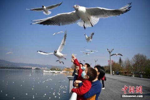  开放■昆明海埂大坝恢复开放 吸引市民喂鸥观景