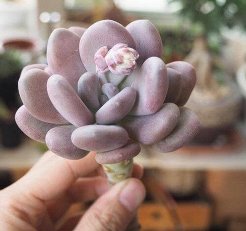  「植物」如何区分辨别，几种多肉植物中的“美人”，常见的有哪些