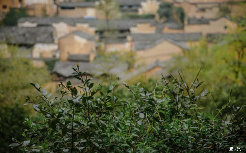  世外桃源@茶香环绕，与探岳陶醉在世外桃源。