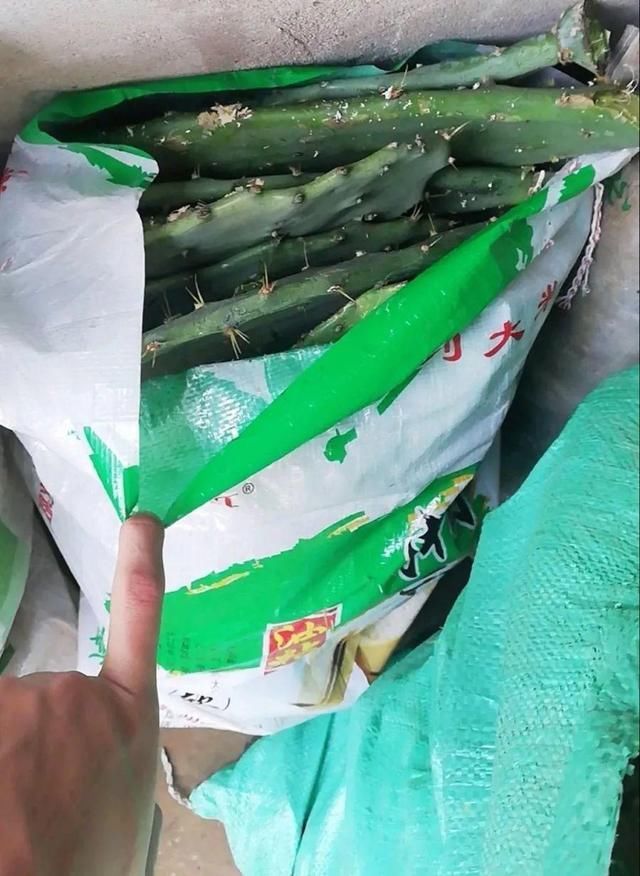  慎养■这花要慎养，每年砍掉3麻袋，照样蹭蹭长
