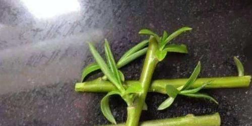  「叶子」用1种树的“体液”，涂抹花卉植物，叶子绿油油，养啥花都可爆盆