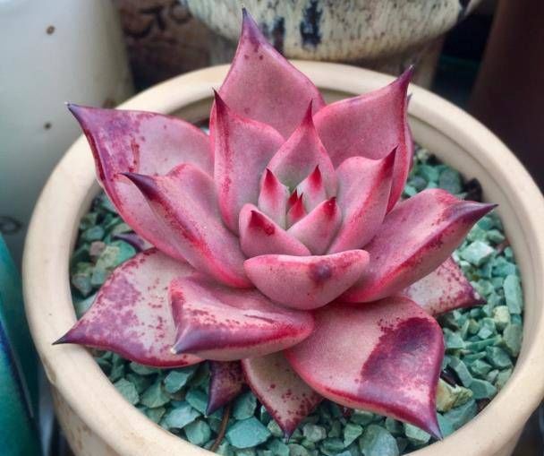  「植物」想让多肉植物长得肥厚,学会这些小妙招,简单有效!