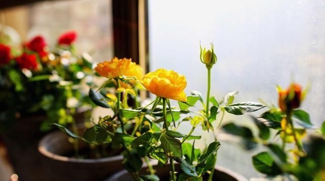  #月季#梅雨季节月季怎么养？杜绝黑斑病虫害，正常施肥别乱剪，严防烂根